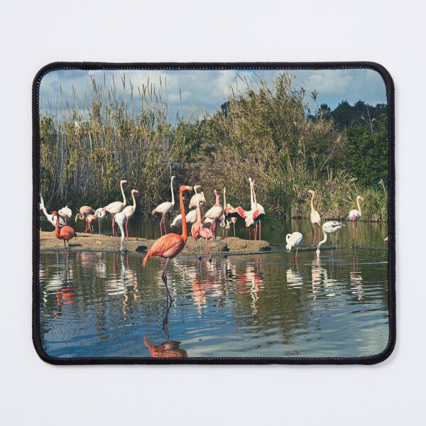Item preview,  A Flamboyance of Flamingos designed and sold by Kate-P-.