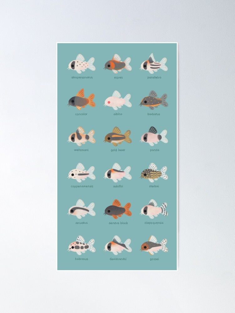 Alternate view of Corydoras! Poster