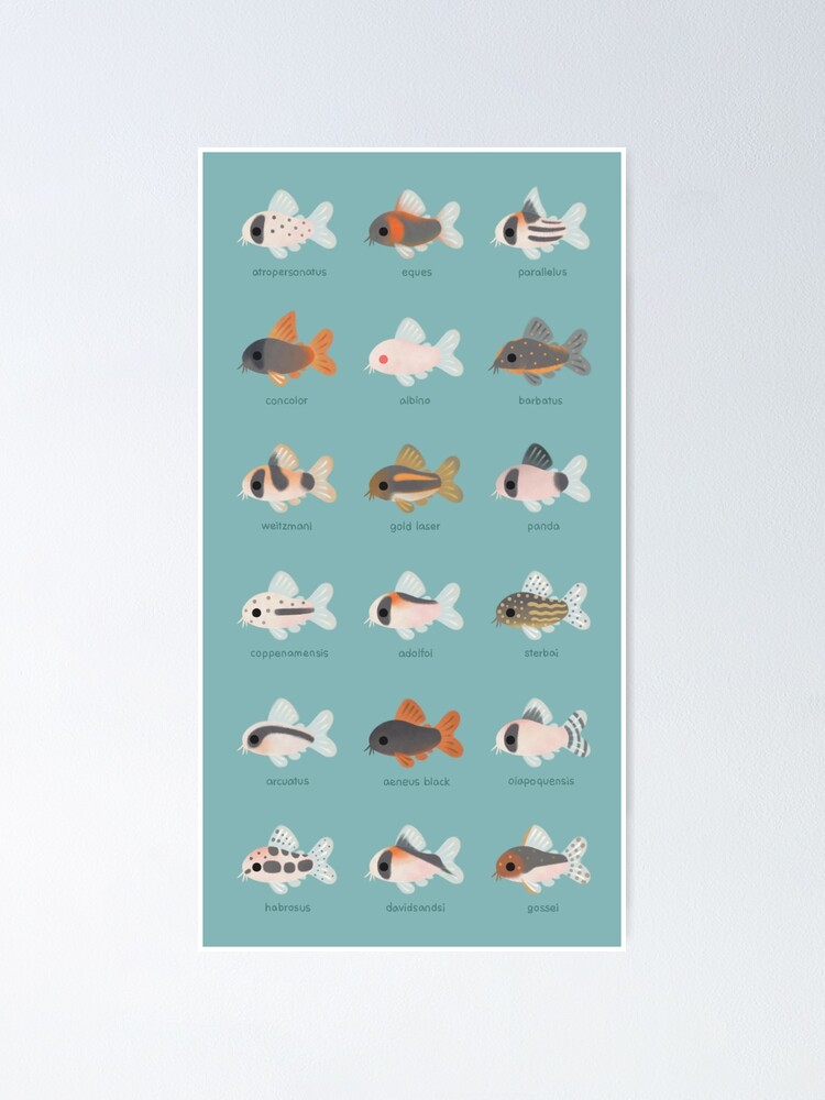 Alternate view of Corydoras! Poster