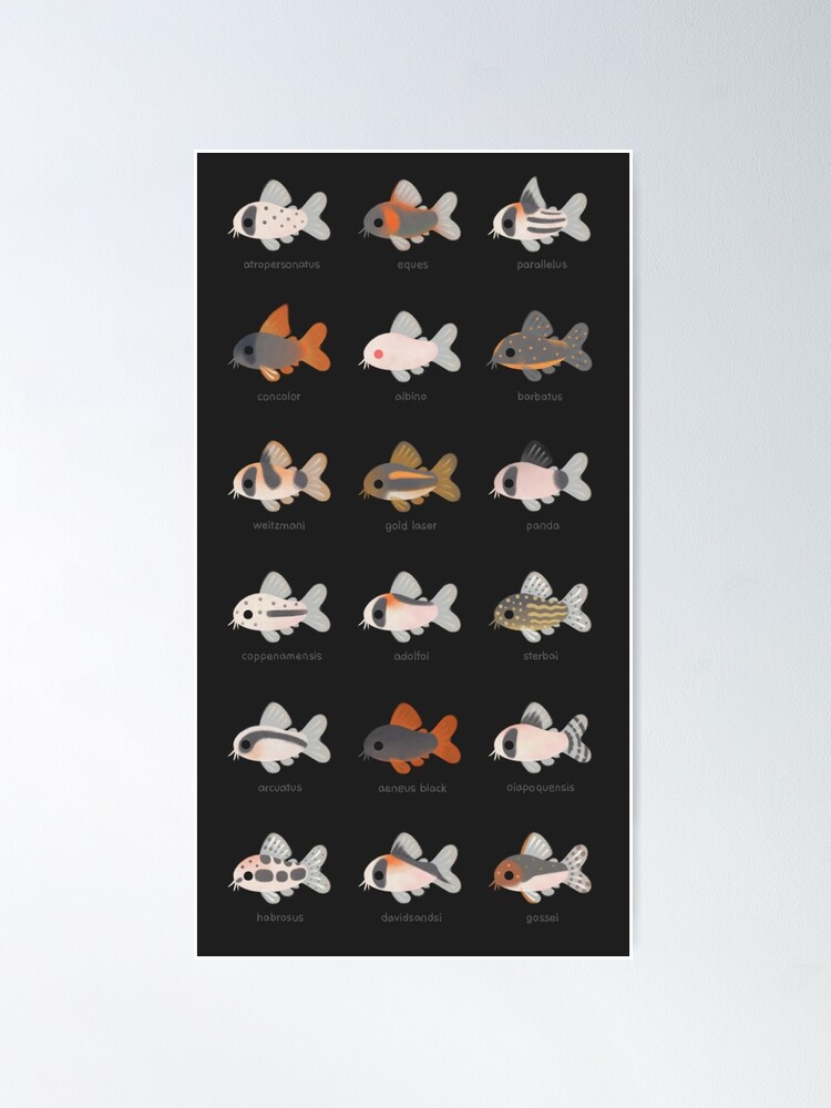 Alternate view of Corydoras! - black Poster
