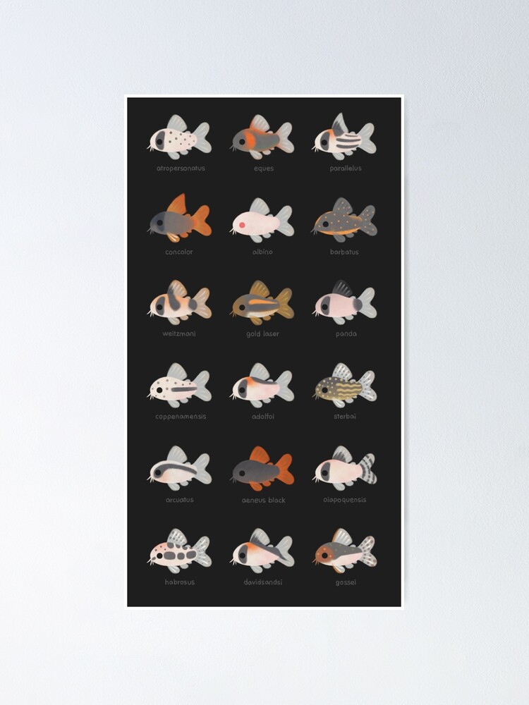 Alternate view of Corydoras! - black Poster