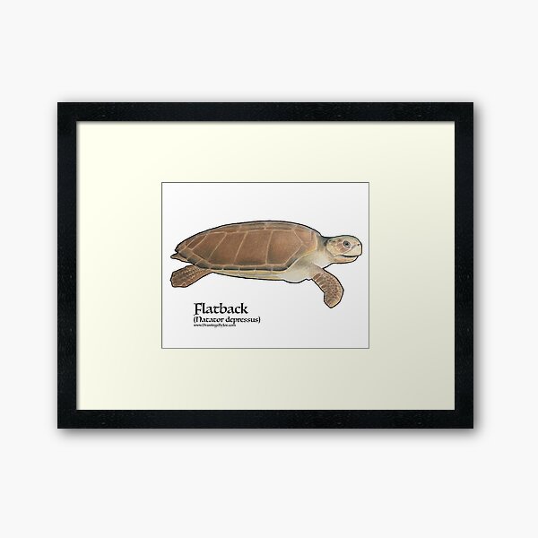 Framed Print
