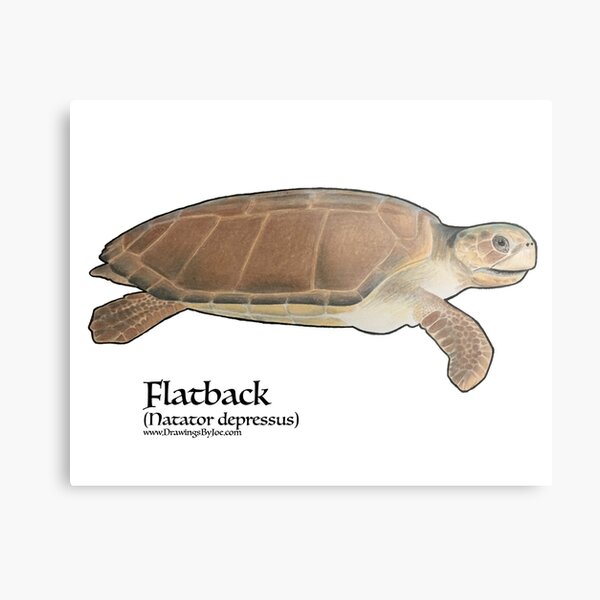 Metal Print