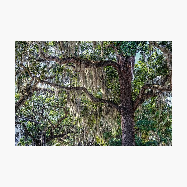 Item preview, Spanish Moss in Oak Tree designed and sold by dbvirago.