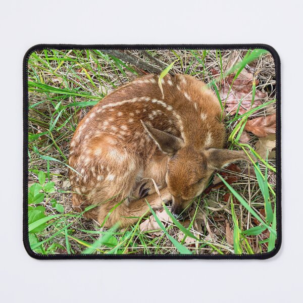 Item preview, Peaceful Fawn  designed and sold by Alison Meyer Photography.