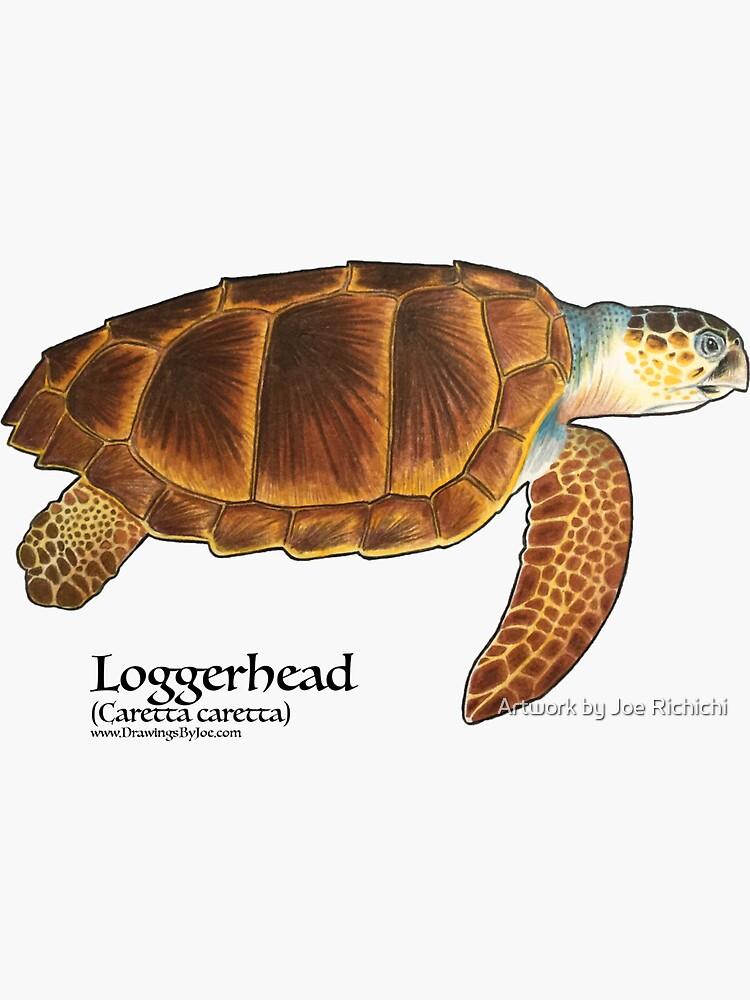 Loggerhead Sea Turtle