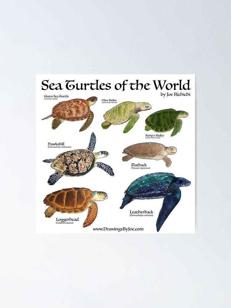 Thumbnail 2 of 3, Poster, Sea Turtles of the World designed and sold by Joe Richichi.