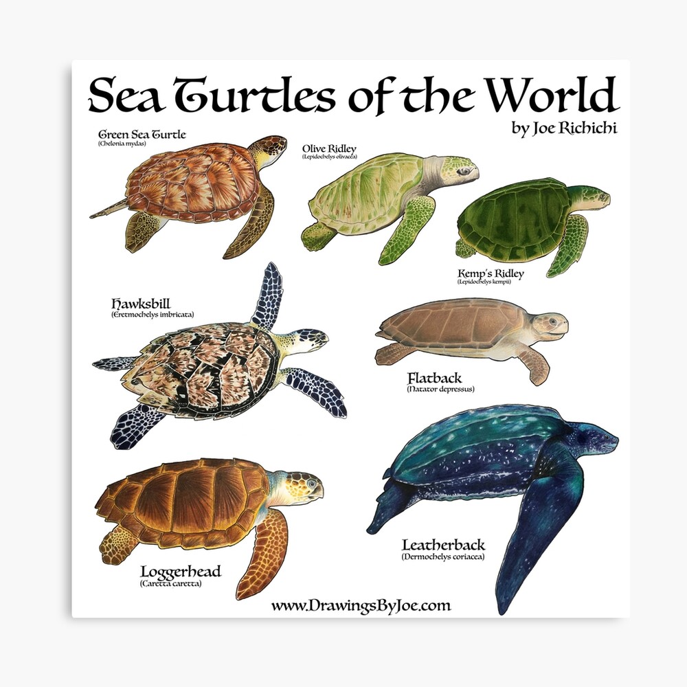 Sea Turtles of the World Photographic Print