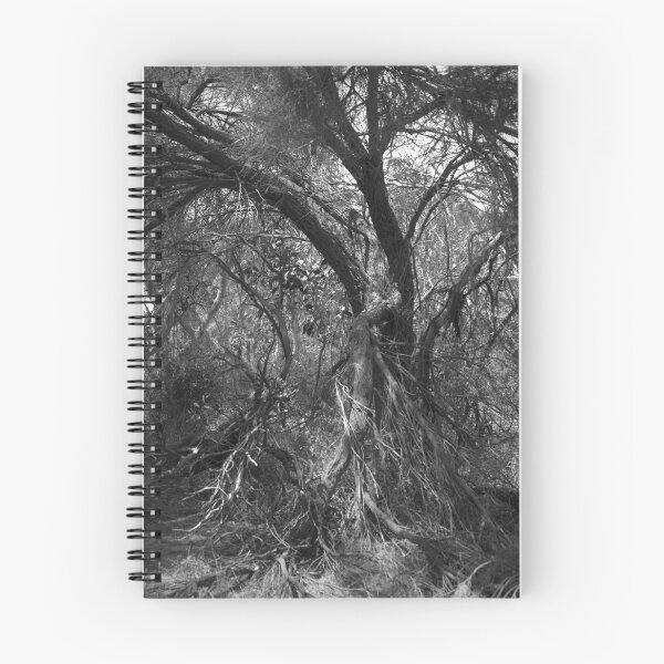 Item preview, Old Sheoak designed and sold by Ben Loveday.