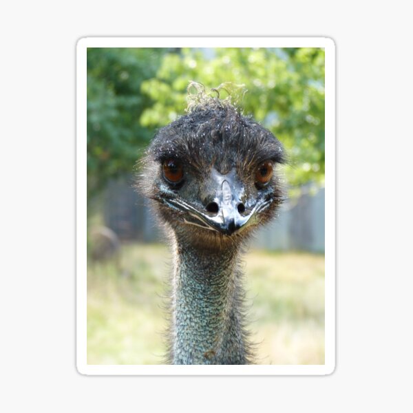 Big Bird Sticker