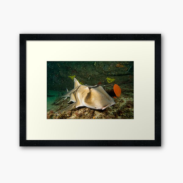 Port Jackson Shark Framed Art Print