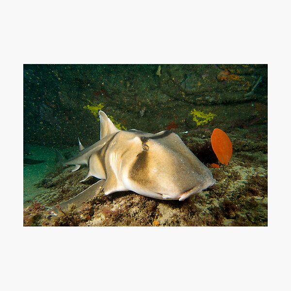 Port Jackson Shark Photographic Print