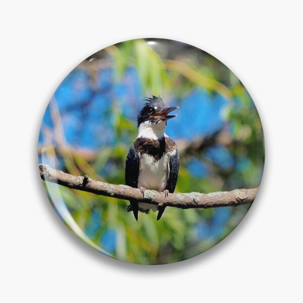 Item preview, Belted Kingfisher Perched On a Tree Branch designed and sold by BackyardBirder.