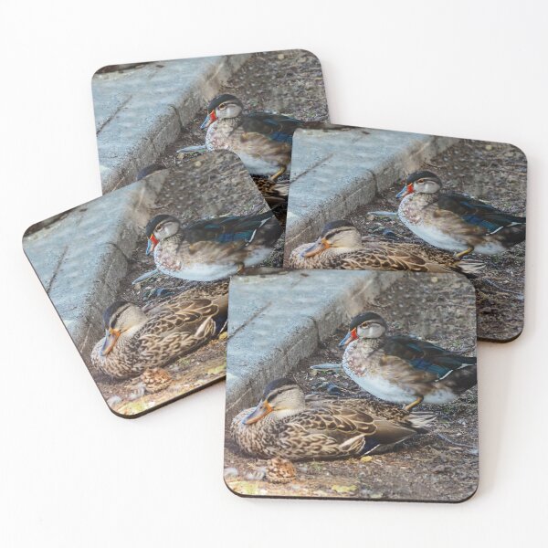 Item preview, Wood Duck Resting With Another Duck designed and sold by BackyardBirder.