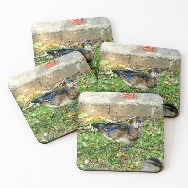 Item preview, Wood Duck With Its Beak Opened designed and sold by BackyardBirder.