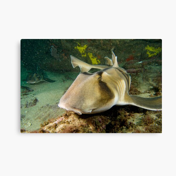 Port Jackson Shark Canvas Print