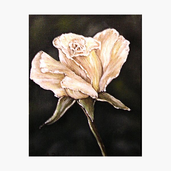 "White Rose" - Oil Painting Photographic Print