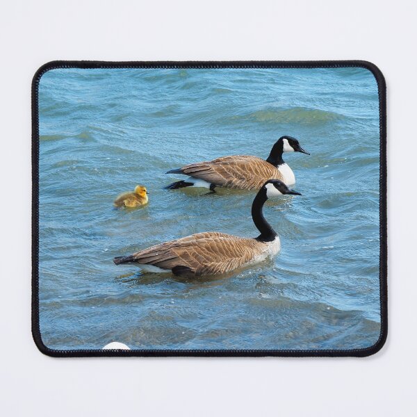 Item preview, Two Canada Geese Parents Swimming With Their Gosling - Wild Canada Goose Bird designed and sold by BackyardBirder.