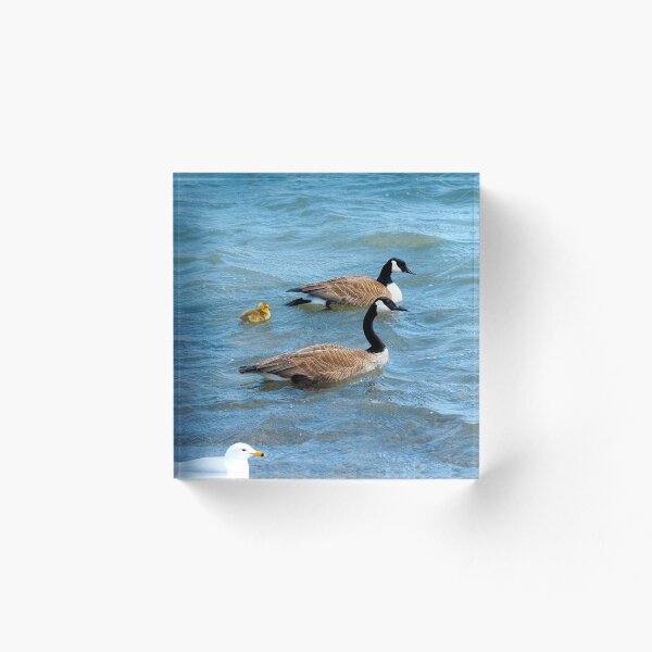 Artikelvorschau, Zwei Eltern von Kanadagänsen schwimmen mit ihrem Gänschen - wilder Kanadagansvogel entworfen und verkauft von BackyardBirder.