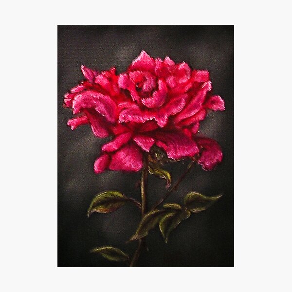 Artikelvorschau, "Pink Rose" - Oil Painting entworfen und verkauft von Avril Brand.