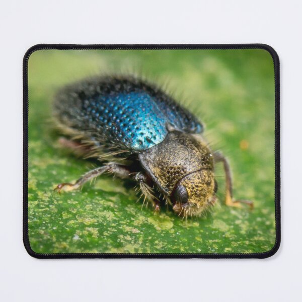 Item preview, A Long-Toed Water Beetle (Sostea sp) designed and sold by AvonPerception.