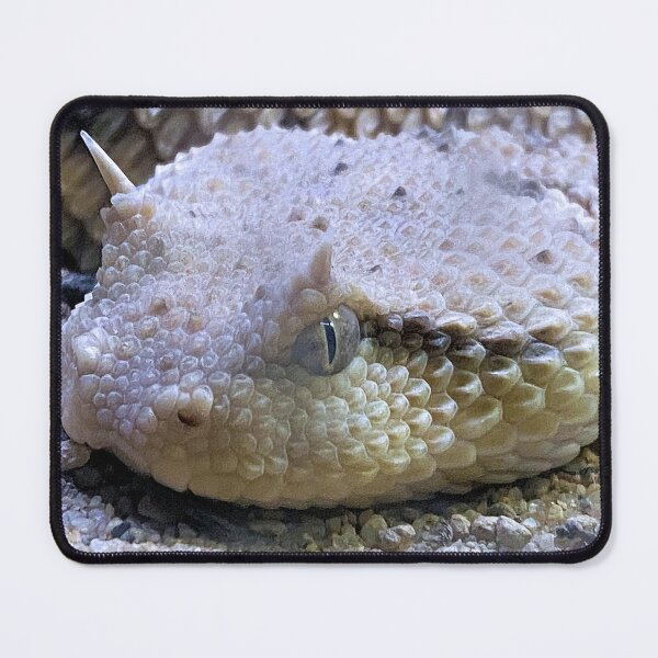 Item preview, SIDEWINDER EYE TO EYE  designed and sold by BOLLA67.