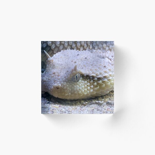 Item preview, SIDEWINDER EYE TO EYE  designed and sold by BOLLA67.