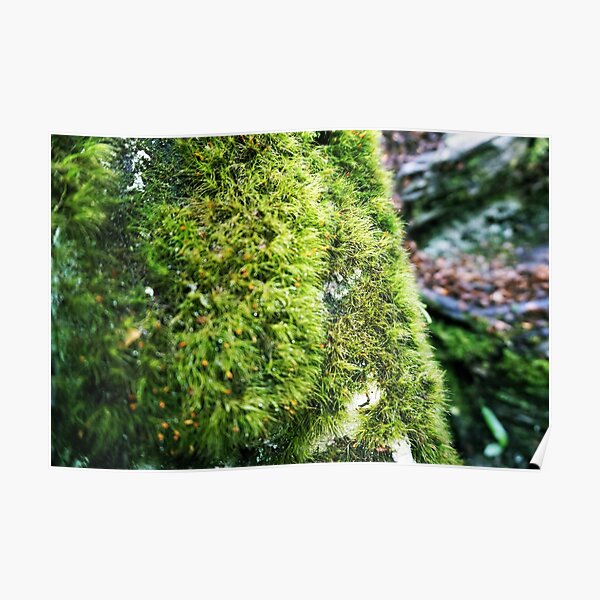 Mossy Tree Photo Poster