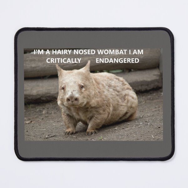 Item preview, Critically endangered Hairy Nosed Wombat designed and sold by ThundRDownunder.