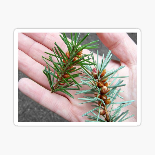 Item preview, Handsome Conifer designed and sold by Daogreer Earth Works.