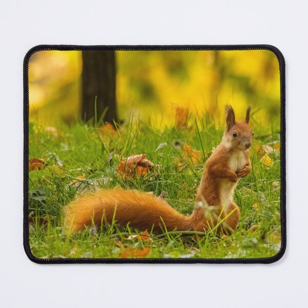 Item preview, Red squirrel (Sciurus vulgaris) designed and sold by Piotr Front.