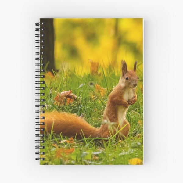 Item preview, Red squirrel (Sciurus vulgaris) designed and sold by Piotr Front.