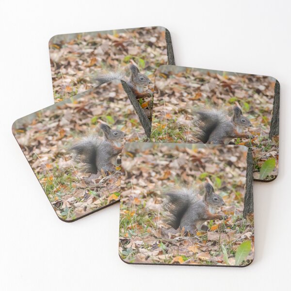 Item preview, Black squirrel designed and sold by Piotr Front.