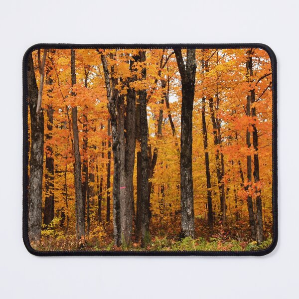 Item preview, A maple grove in the fall designed and sold by Claude Laprise.