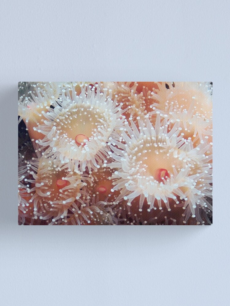 Thumbnail 1 of 3, Canvas Print, Orange Squish designed and sold by DaogreerEarth.