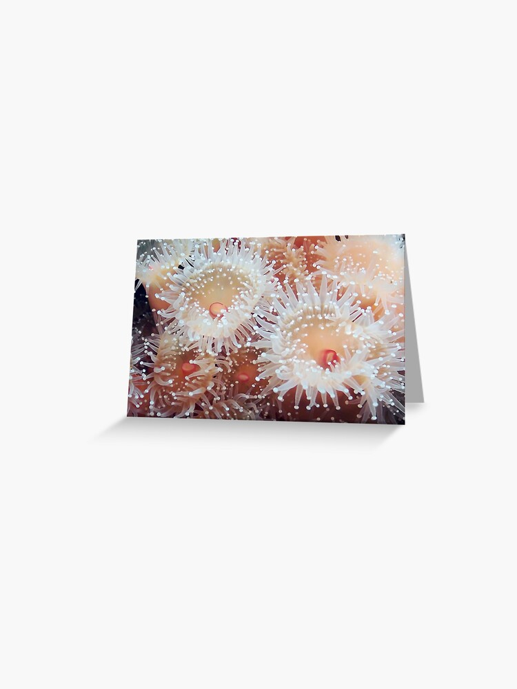 Thumbnail 1 of 2, Greeting Card, Orange Squish designed and sold by DaogreerEarth.