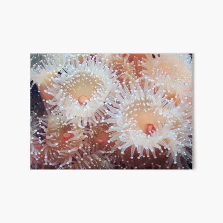 Art Board Print