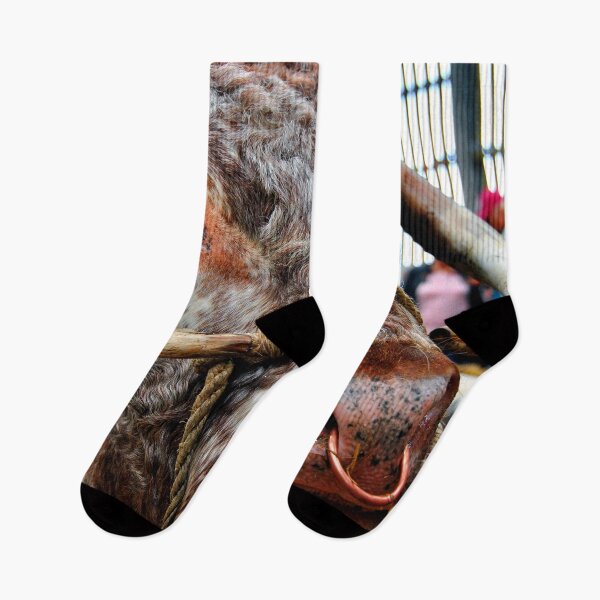 Item preview, English Long Horn Cow Cattle designed and sold by AndyEvansPhotos.