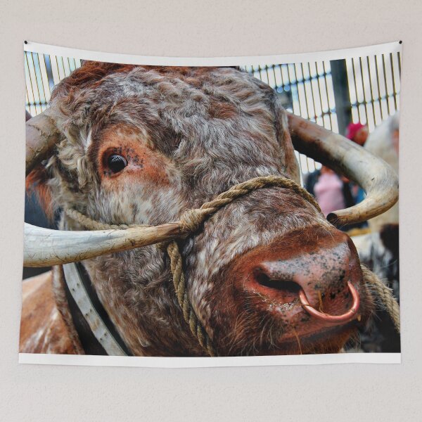 Item preview, English Long Horn Cow Cattle designed and sold by AndyEvansPhotos.