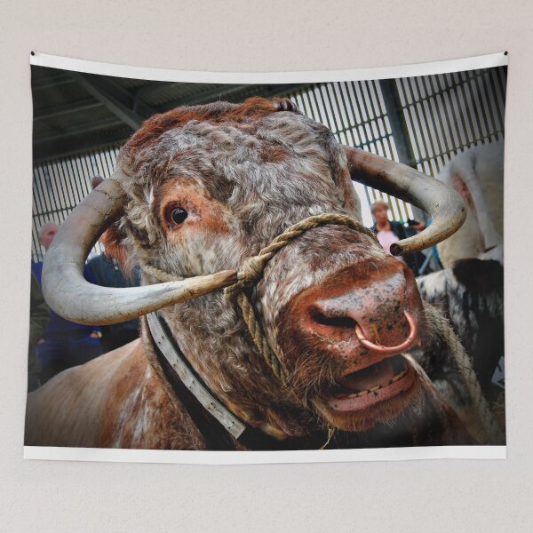 Item preview, English Long Horn Cow Cattle designed and sold by AndyEvansPhotos.