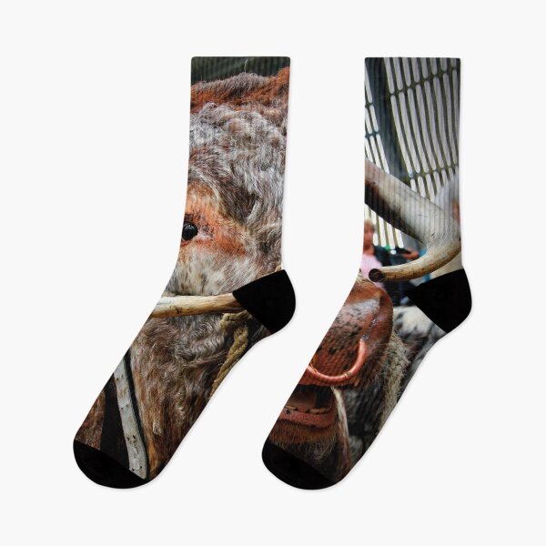 Item preview, English Long Horn Cow Cattle designed and sold by AndyEvansPhotos.