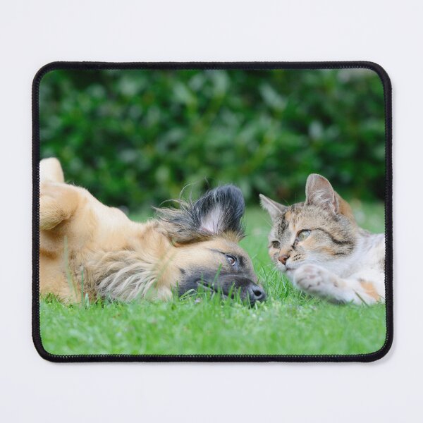 Item preview, Friendship between dog and cat designed and sold by Schubbels-Tiere.
