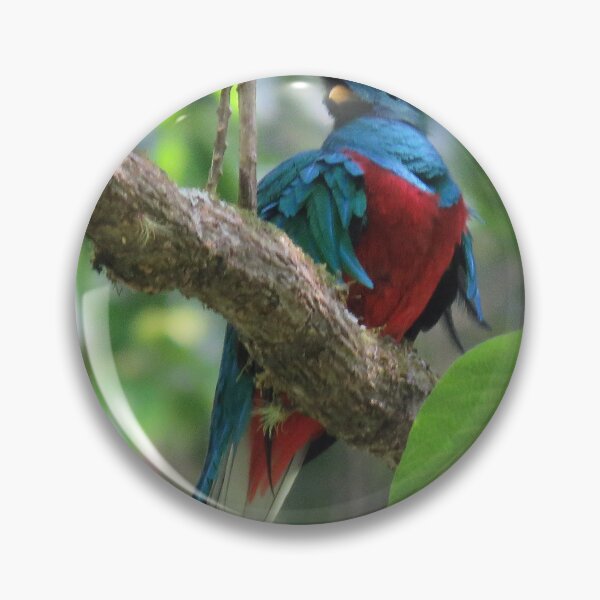 Item preview, Male Quetzal in Tree designed and sold by julyperson.