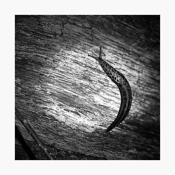 Artikelvorschau, Porträt einer Schnecke entworfen und verkauft von Stacey Hallock.