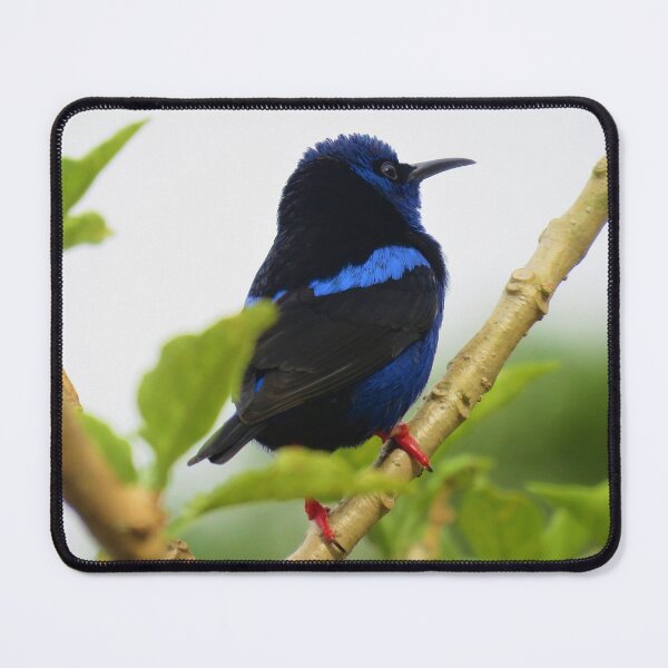 Item preview, Red Legged Honeycreeper designed and sold by julyperson.