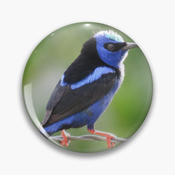 Item preview, Red Legged Honeycreeper in Sunlight designed and sold by julyperson.