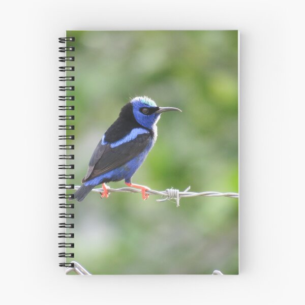 Item preview, Red Legged Honeycreeper in Sunlight designed and sold by julyperson.