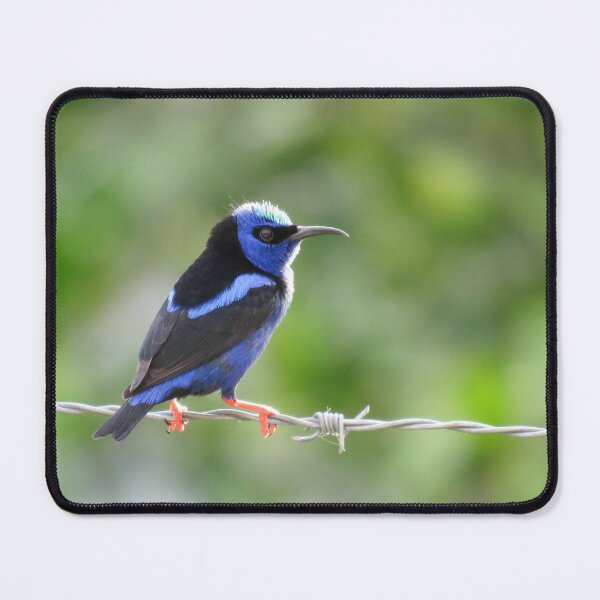 Item preview, Red Legged Honeycreeper in Sunlight designed and sold by julyperson.