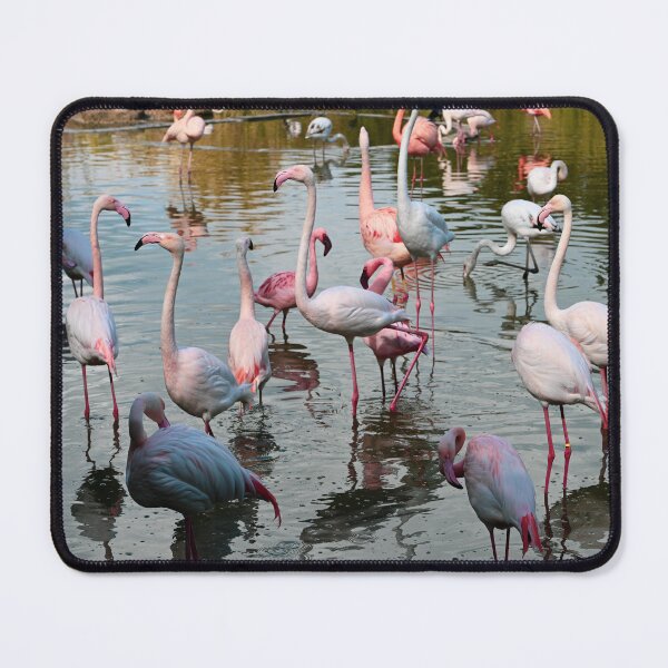 Item preview, Group of Flamingos designed and sold by Kate-P-.