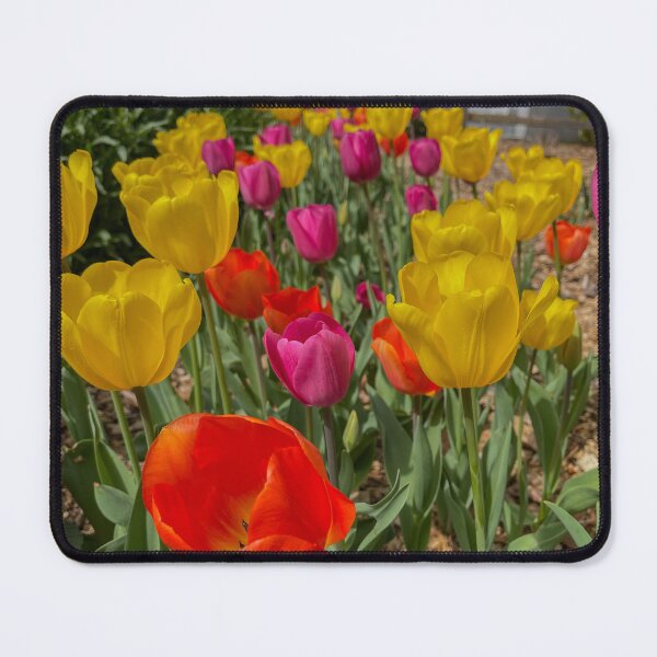 Item preview, Variety of Colored Tulips designed and sold by Craig Kauzmann.